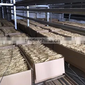 Panax Ginseng Powder thumbnail-6