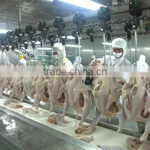 Halal Muslim Chickens Birds Poultry Slaughter and Process Line Slaughterhouse thumbnail-1