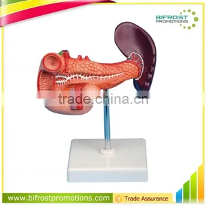 Pancreas Spleen Duodenum Teaching Organs Human Body Anatomy Model thumbnail-1