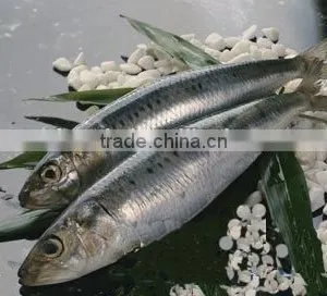 W/R Frozen Sardine 80-120g for Canning or Market thumbnail-1