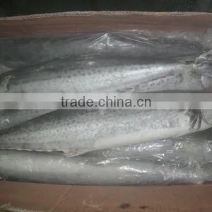 Frozen Spanish Mackerel 300+g thumbnail-1
