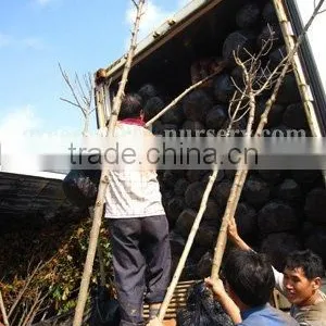 Hibiscus Syriacus Loading Containers thumbnail-1