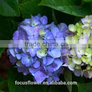 Grade A Variety Colors Cut Fresh Gerbera Flower From Kunming thumbnail-1