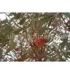 Flora Mallee thumbnail-1