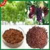 Grape Seed Extract thumbnail-1