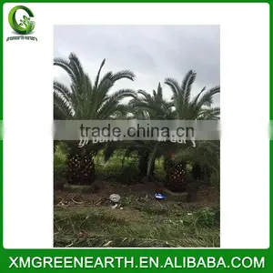 Phoenix Canariensis Palms Trunk 1m (3) thumbnail-3