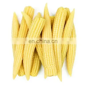 Fresh Baby Corn Vacuum Pack Canned Baby Corn/ Frozen Baby Corn thumbnail-1