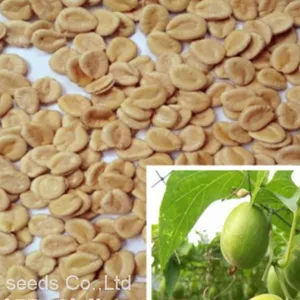 50pcs Hybrid f1 Monkfruit or Luohan Guo Monk Fruit Seeds Siraitia Grosvenorii Seed for Planting thumbnail-1
