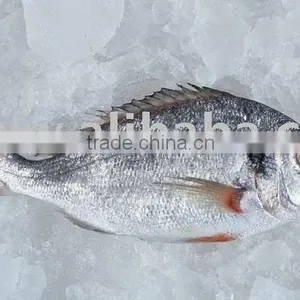 BEST QUALITY FRESH CHILLED SEA BREAM thumbnail-1