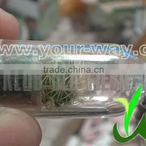 OEM Pet Tree (engrave on Bottle) thumbnail-1