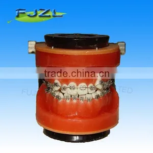 Orthodontic Models/Orthodontic Models Ligature Tying Training Typodont 28 Teeth/Training Techniques Models thumbnail-1