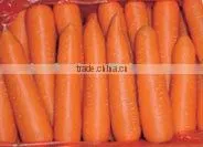 China Carrot 2016 thumbnail-1
