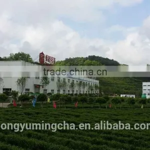 GMP Manufacture Supply Top Quality Green Tea Extract 50% Polyphenols Fine Tea Powder thumbnail-4