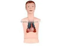 Body Model, Acupuncture Model, Body Organ Model, Human Body Model thumbnail-1