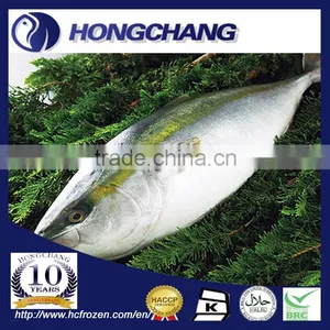 Frozen Japan Yellowtail thumbnail-1