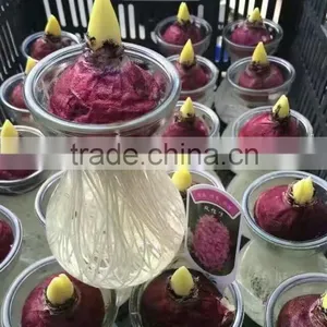 Hyacinthus Orientalis Bulbs thumbnail-1