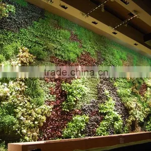 Assorted Tree Plant Seedlings for Vertical Planting Walls and Gardens thumbnail-2
