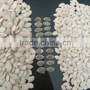 Whole Sale Pumpkin Seeds in Shell thumbnail-3