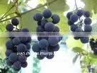 100% Pure Natural Grape Seed Essential Oil (Vitis Vinifera) thumbnail-1
