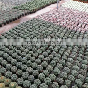 Ungrafted Cactus thumbnail-4
