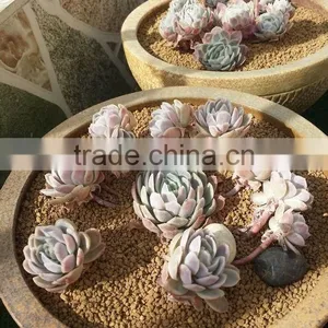 Porosity Soil/Gardening Soil/Horticulture Soil thumbnail-6