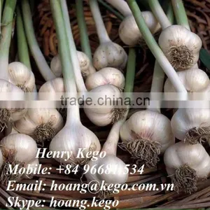Fresh Garlic thumbnail-6