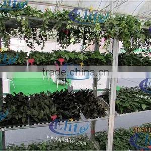 428 Danish Flower Trolley For Culture of Seedling thumbnail-1