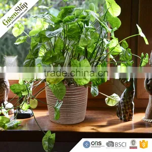Оптовая продажа высококачественных фиберглассовых плантеров с новым дизайном _ GreenShip thumbnail-4