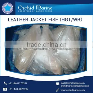 Enhanced Quality High Protein Frozen Leather Jacket Fish thumbnail-6