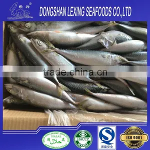 Seafood Fish Frozen Pacific Mackerel thumbnail-2
