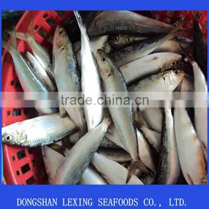 Frozen Whole Round Sardine for Tuna Bait thumbnail-1