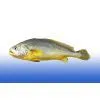 United States Frozen Yellow Croaker thumbnail-1