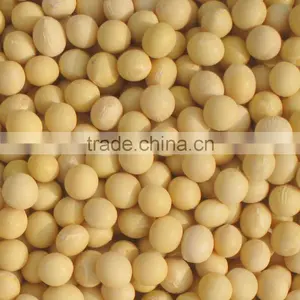 Organic Yellow Beans thumbnail-1