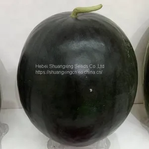 Large-sized Best Seedless f1 Watermelon Seed thumbnail-2