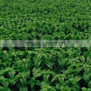OEM/ODM Pure Natural and Organic Peppermint Essential Oil in Bulk With Fast Delivery thumbnail-2