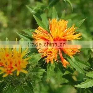 Natural Safflower Extract Oil thumbnail-4