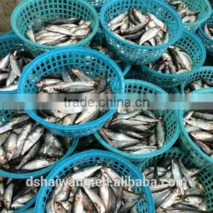 Land Frozen Sardine Sardinella Lemuru for Bait With Size 90 Pcs thumbnail-2