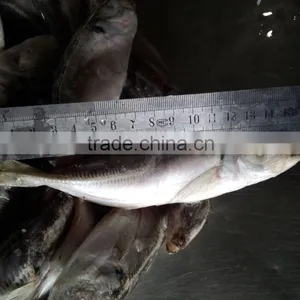 Frozen Horse Mackerel thumbnail-3