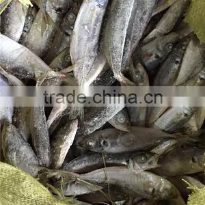 20 cm 25 cm Frozen Freeze Horse Mackerel thumbnail-6