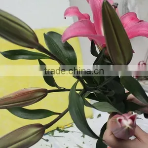 Reasonable Price New Coming Lily Flower From Kunming thumbnail-5