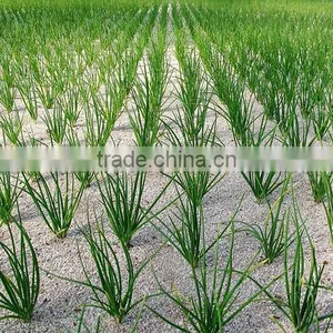 New Crops Fresh Garlic 4.5cm-6.0cm thumbnail-3