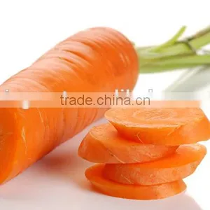 Supply Fresh Carrot With Good Quality for Sale thumbnail-1