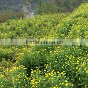 Chrysanthemum Chinese Teas Benefits for Chinese Herbal Remedies thumbnail-4