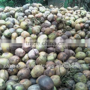 Fresh Mature Coconut thumbnail-2