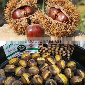 Bulk Chinese Chestnuts for Sale thumbnail-6