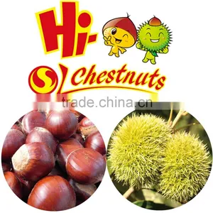 New Crop Fresh Chestnuts---TAIAN Chestnuts Origin From Shandong thumbnail-5