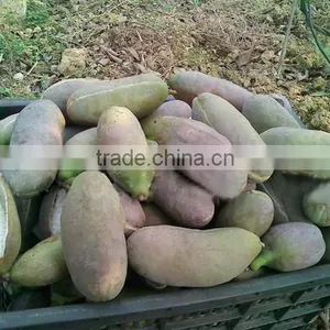 High Quality Rare Fruit Tree Seeds For Planting Holboellia Latifolia Wall Seeds thumbnail-3