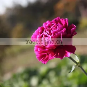 Fresh Cut Flower Carnation Dianthus Caryophyllus thumbnail-5