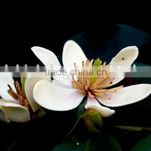 Michelia Figo Seedling thumbnail-4