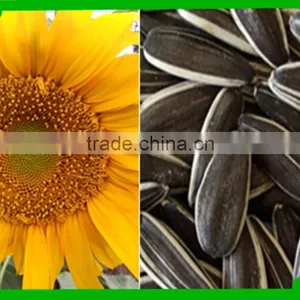 Price of Organic Sunflower Seeds Inner Mongolia thumbnail-1